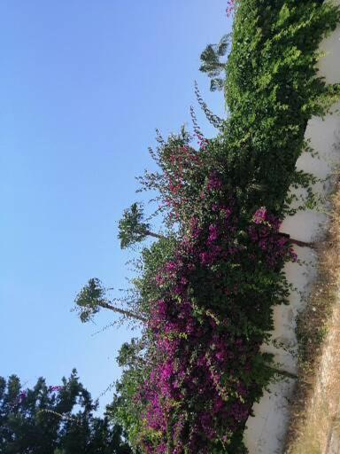 Cimtur Tatil Sitesi 3+1 Villa Alanya Exterior foto